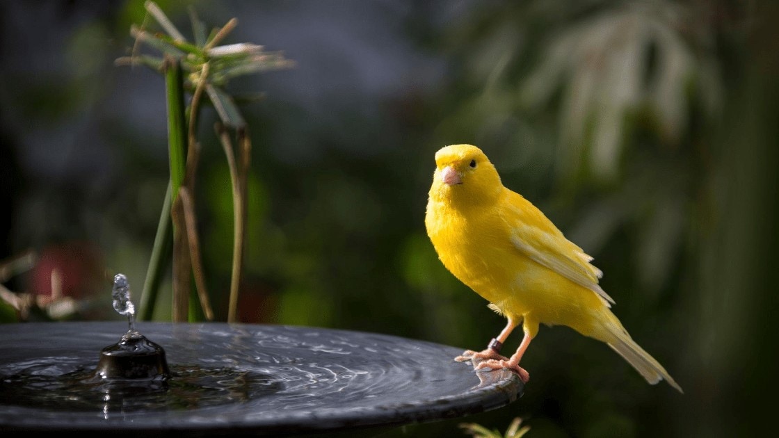 Bird Bath