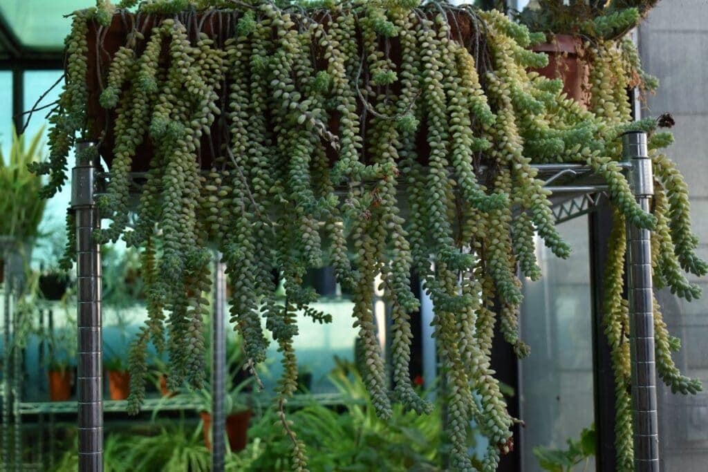 Greenhouse Plants