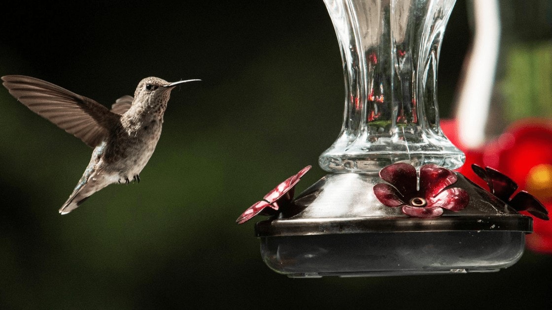 Humming Bird Feeder