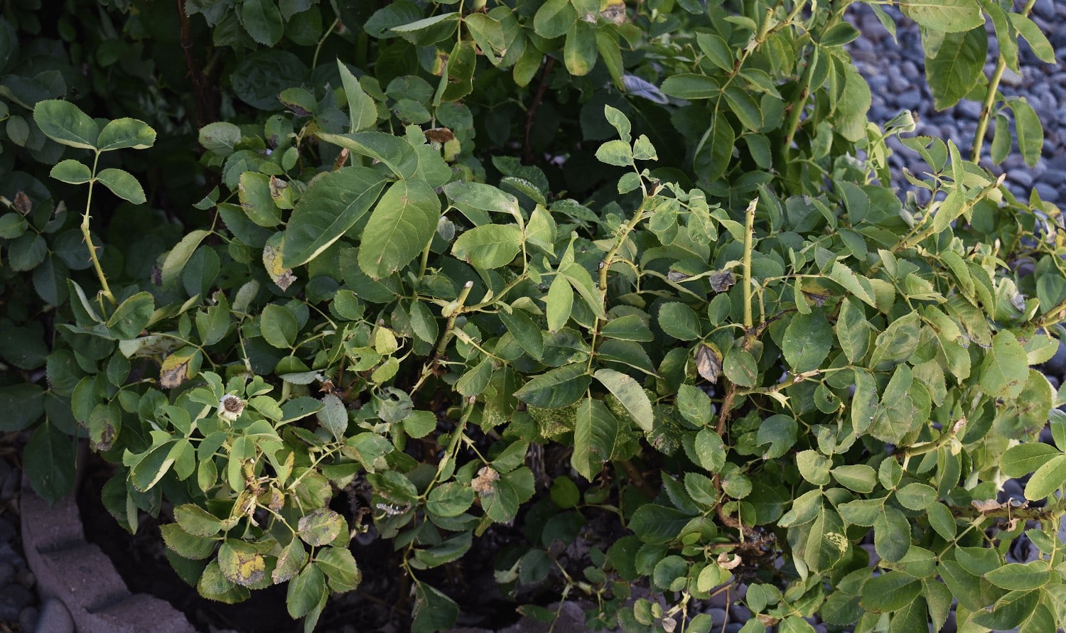 Rose Aphid Damage