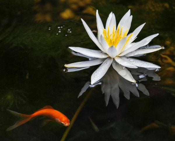 Lotus Flower