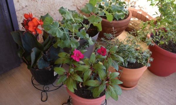 Garden FLowers In Pots