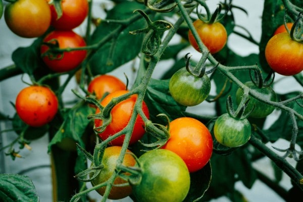 Tomato Garden