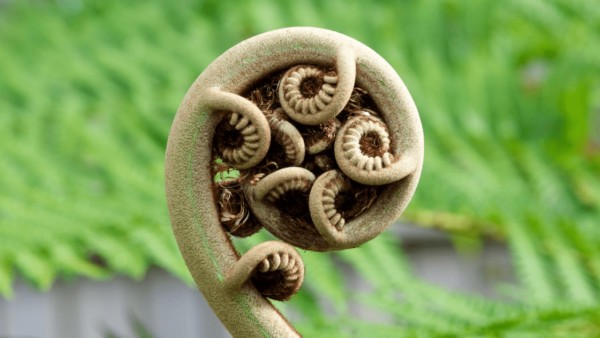 Fern Plant