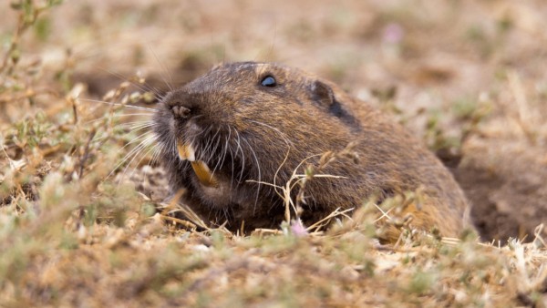 Pocket Gopher In Yard