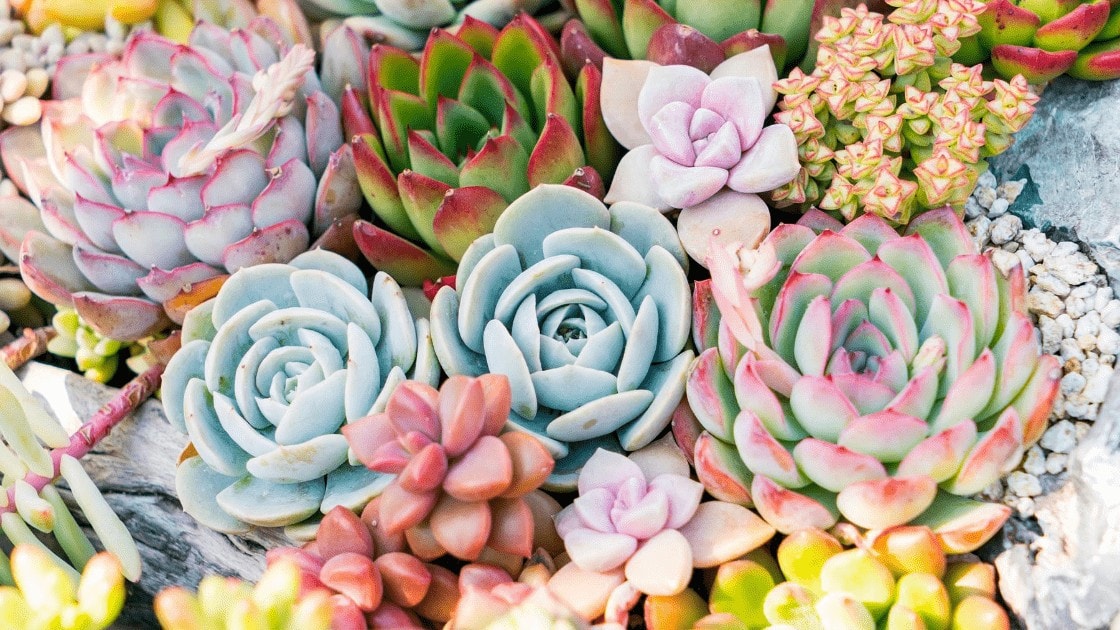 Succulent Garden