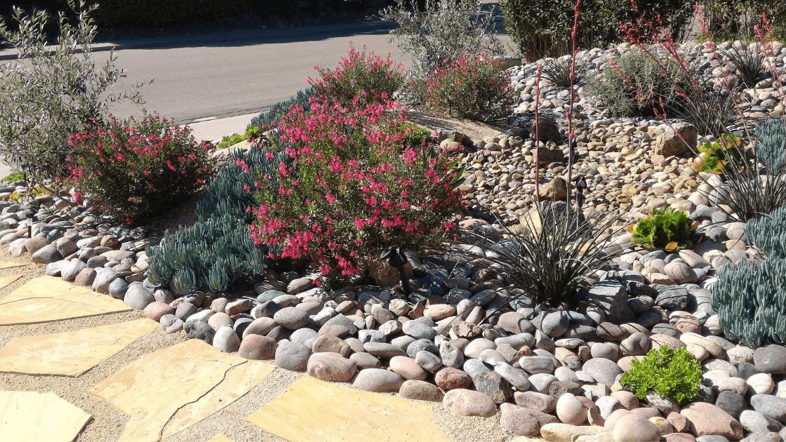 Xeriscape