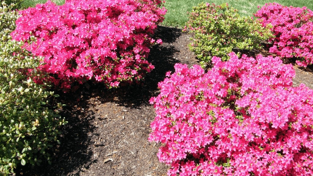 Azalea Japonica Garden