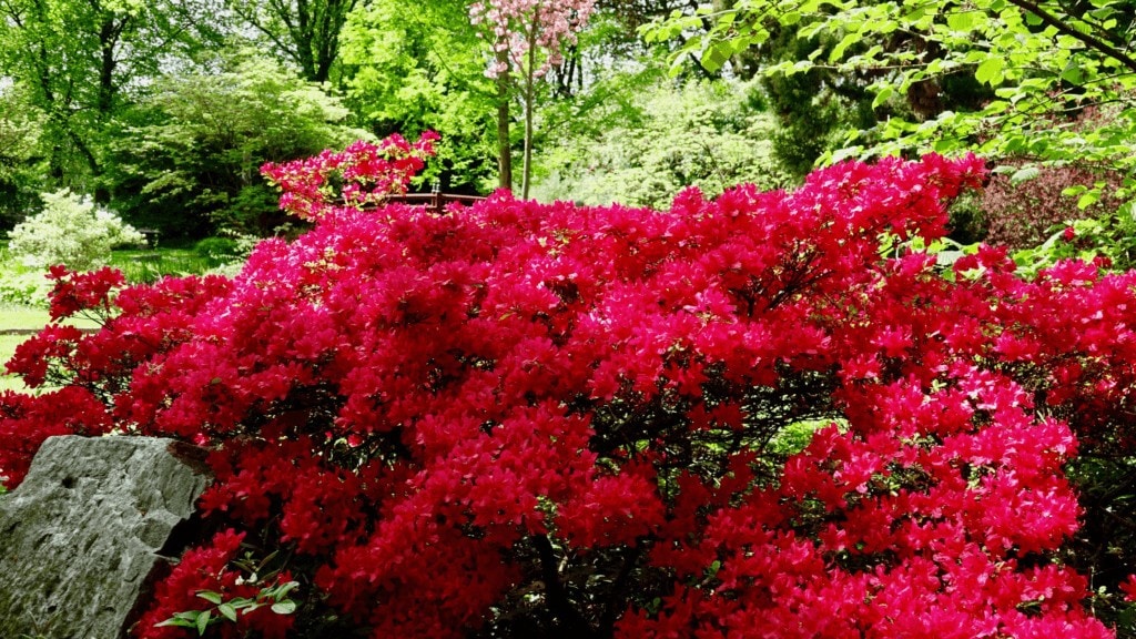 Azalea Japonica Garden Shrub