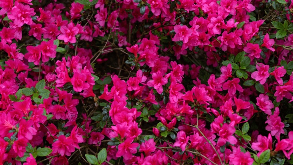 Azalea Japonica Blooning