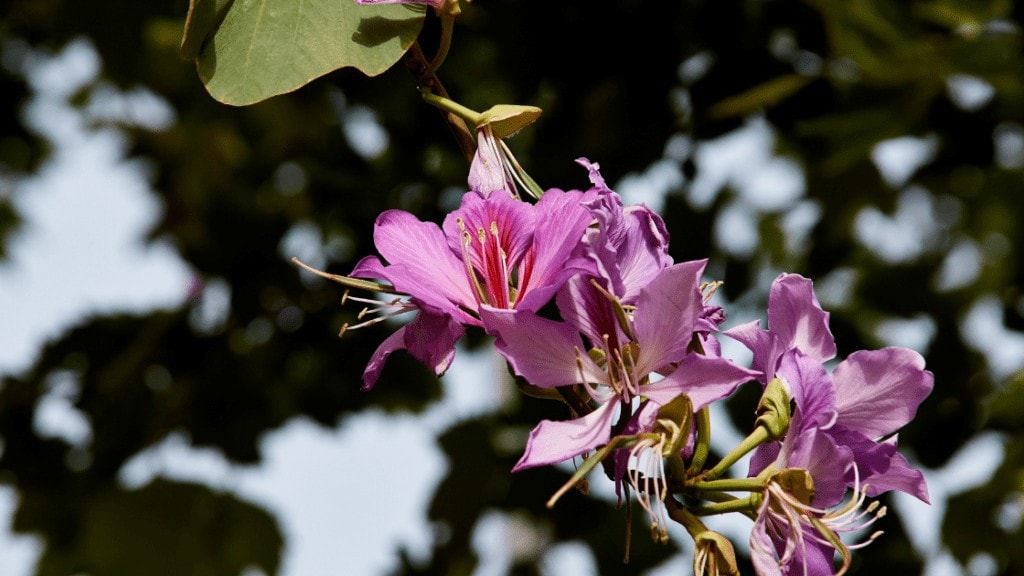 Encore Azalea