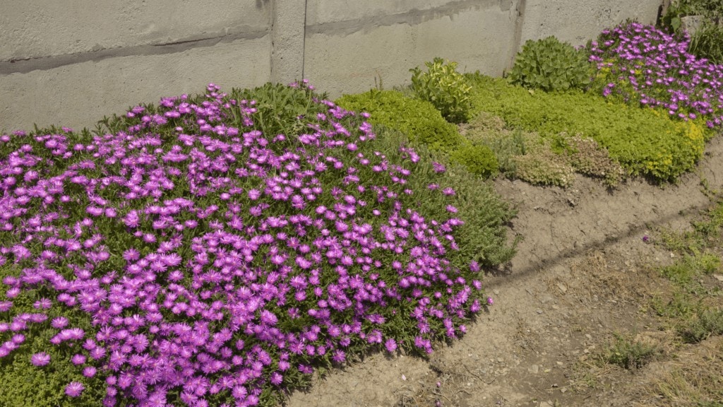 Planting Pink Ice Plant in Planter. 