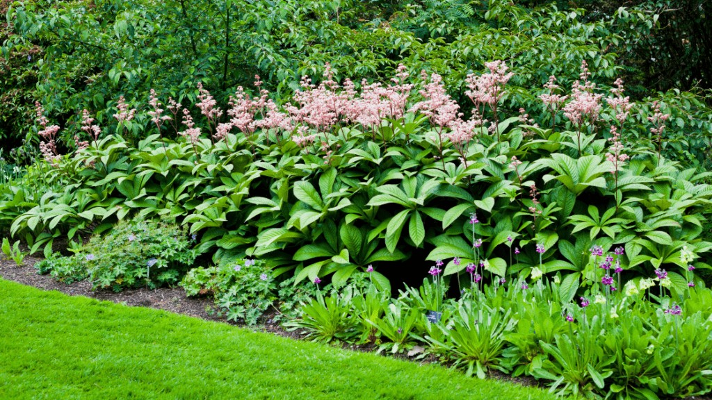 Growing Rodgersia (fingerleaf)