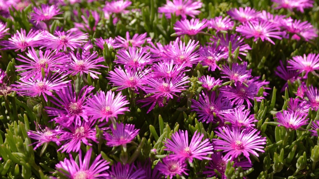 Pink Ice plant bloom