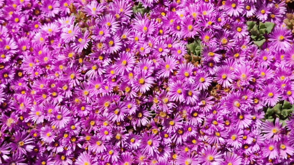 Pink Ice Plant Bloom