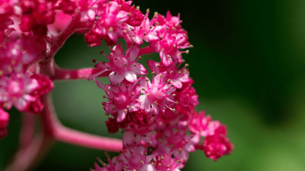 Rodgersia Pinnata