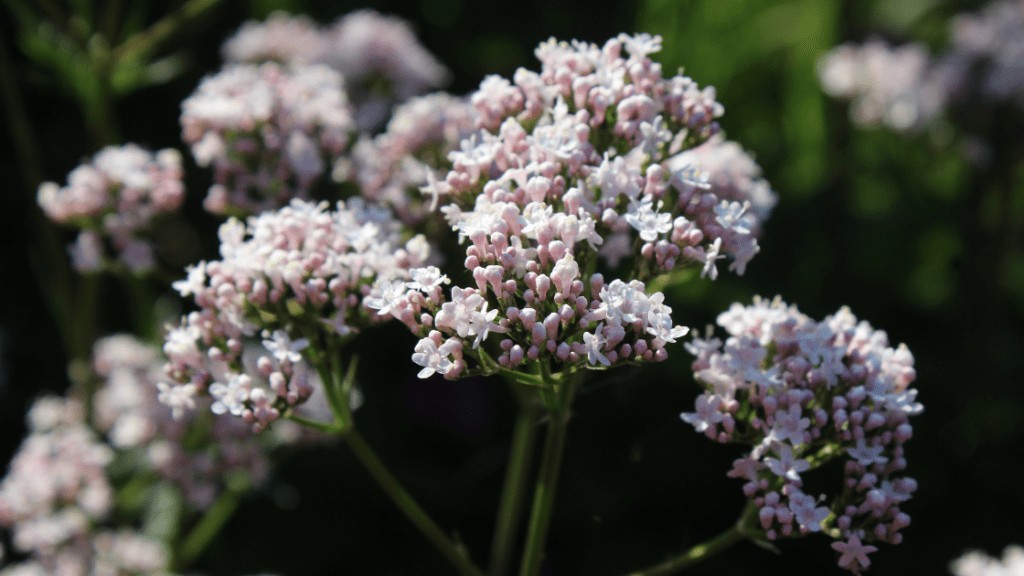 Rodgersia Sambucifolia