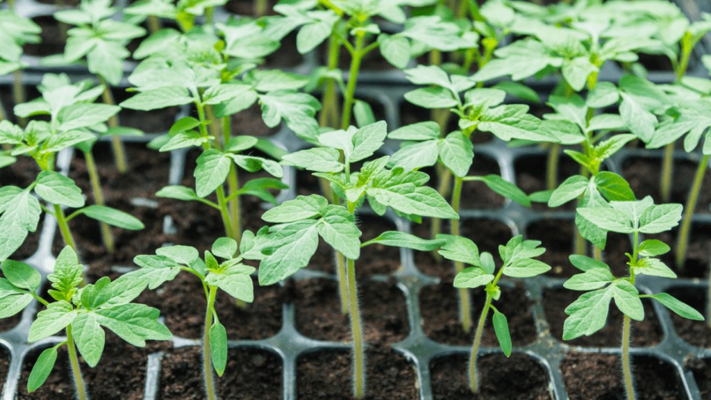 Keeping seedlings warm