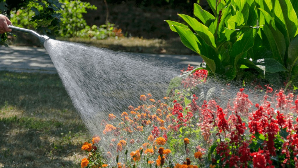 Watering Plants