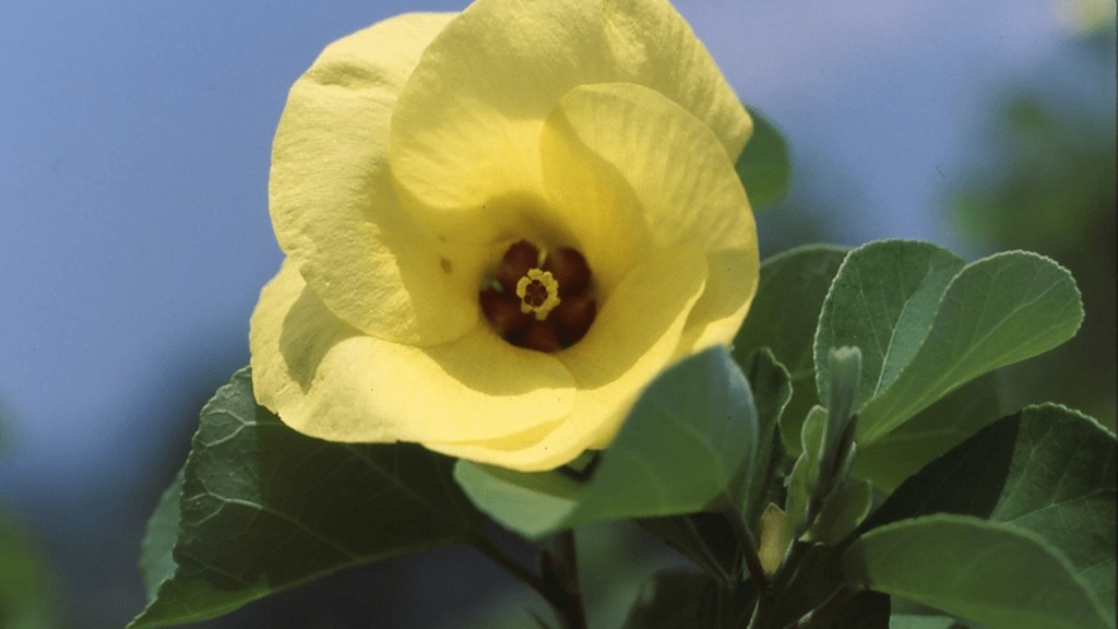 Yellow Hibiscus Flower