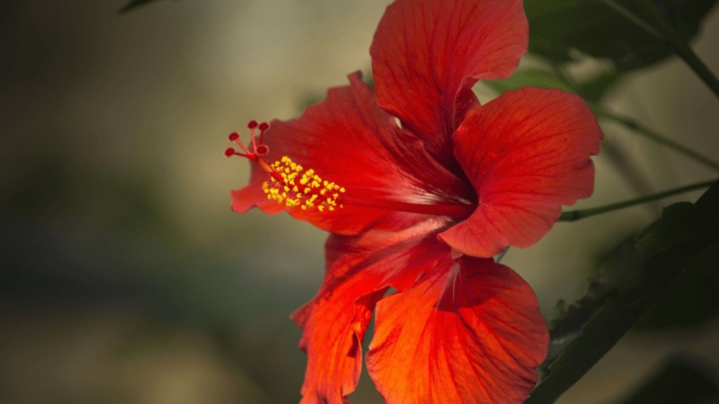 Red Hibiscus Flower