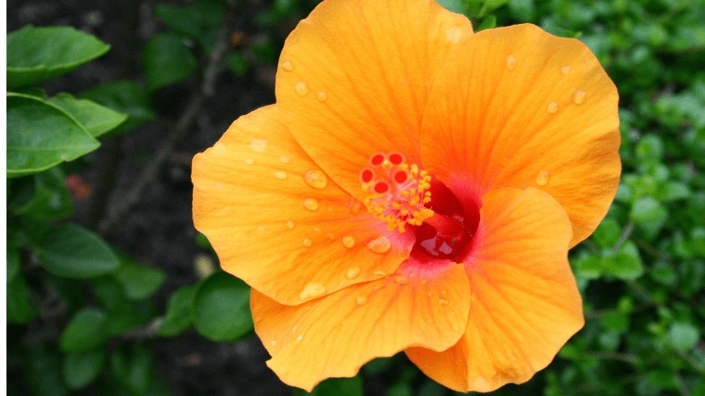 Yellow Hibiscus flower