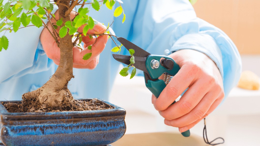 Bonsai Tree Maintenance