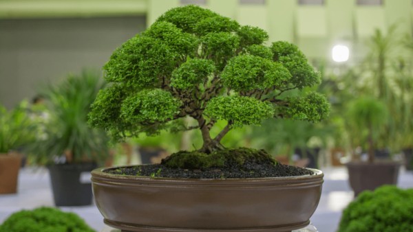 Bonsai Tree