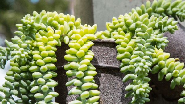 Burro's Tail