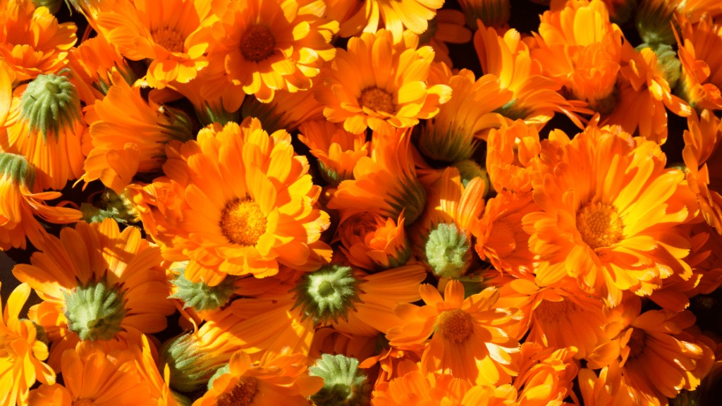 Calendula officinalis