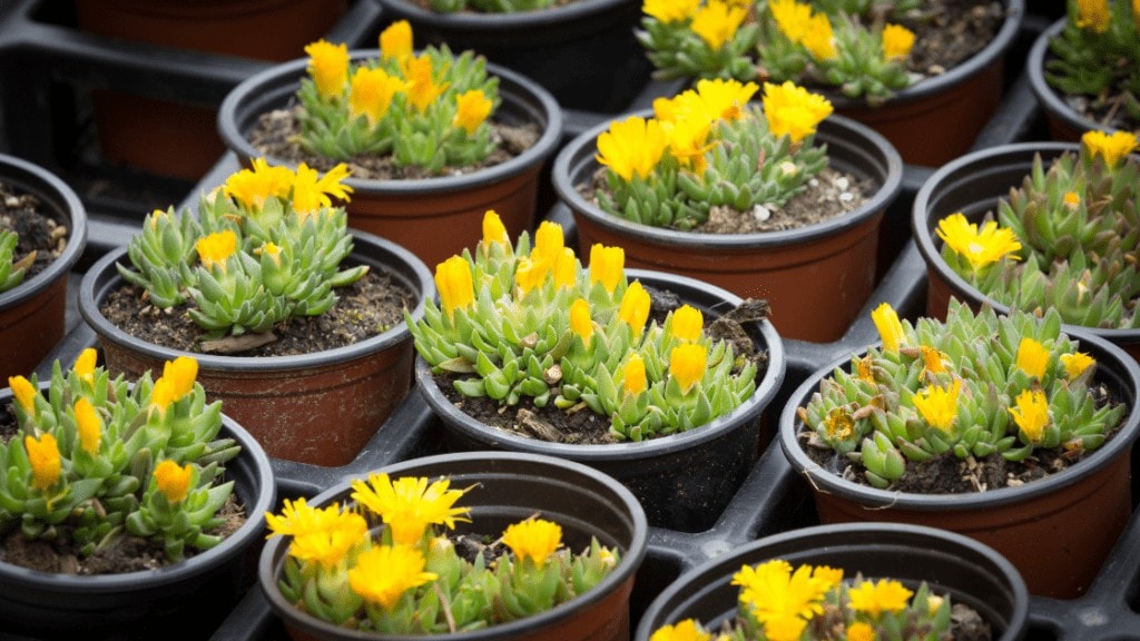 Delosperma Congestum