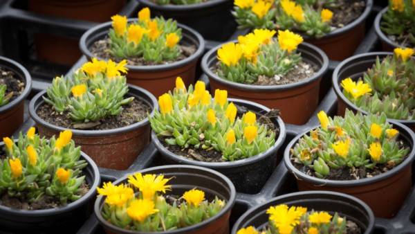 Delosperma Congestum Ice Plant