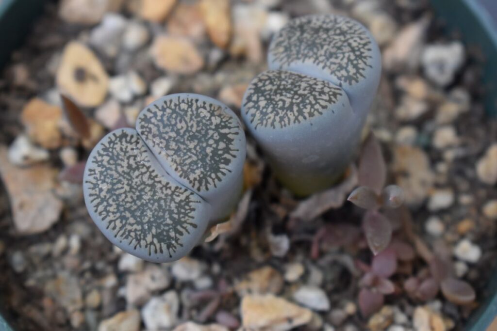 Potted Living Stone Plant