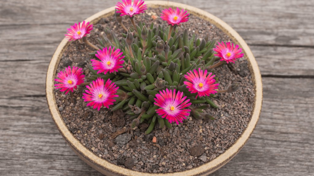 Delosperma Karen