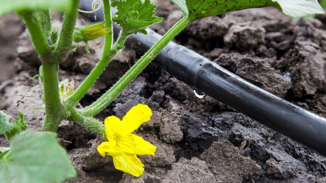 Drip Irrigation