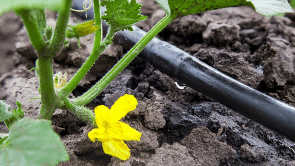 Drip Irrigation 