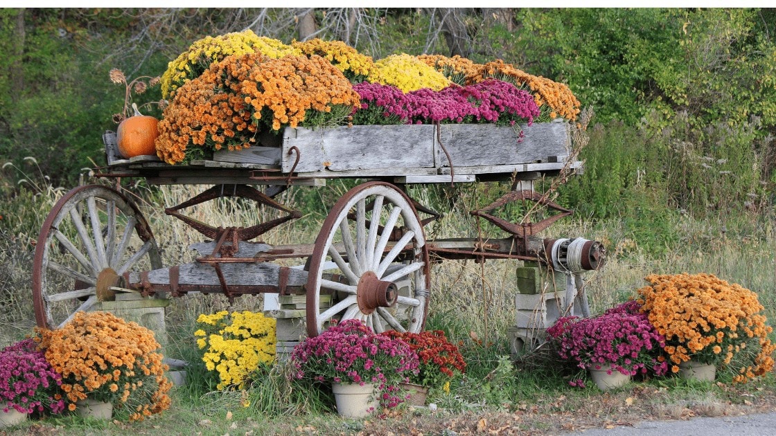 Fall Flowers