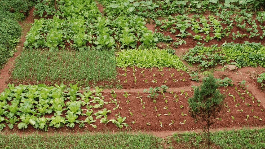 Growing Vegetables in the Fall