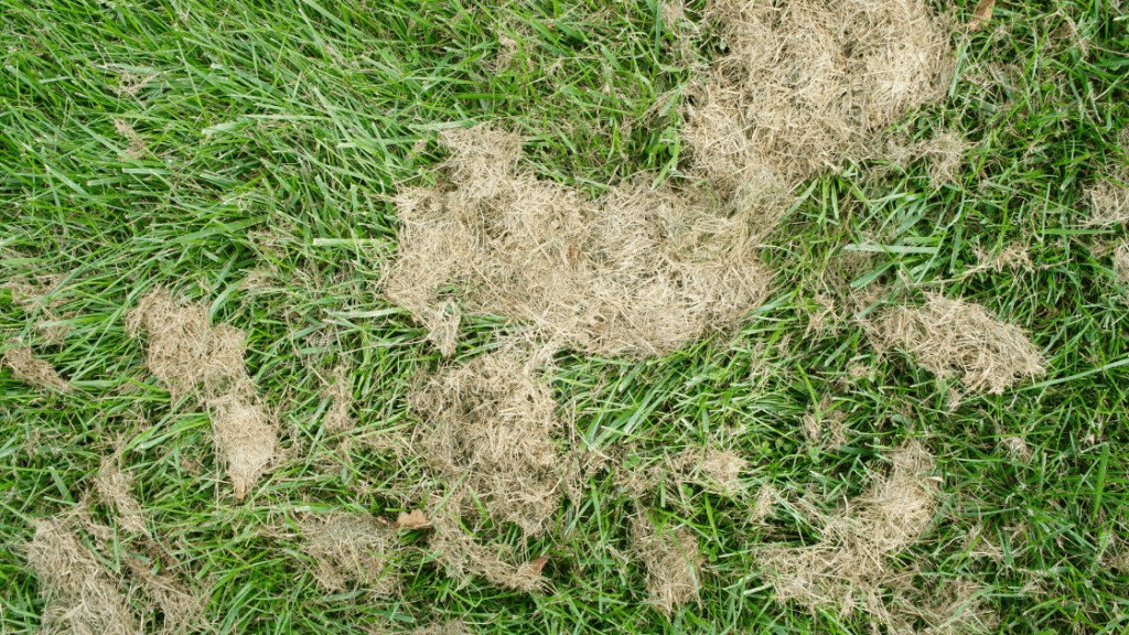 Grass thatch clippings 