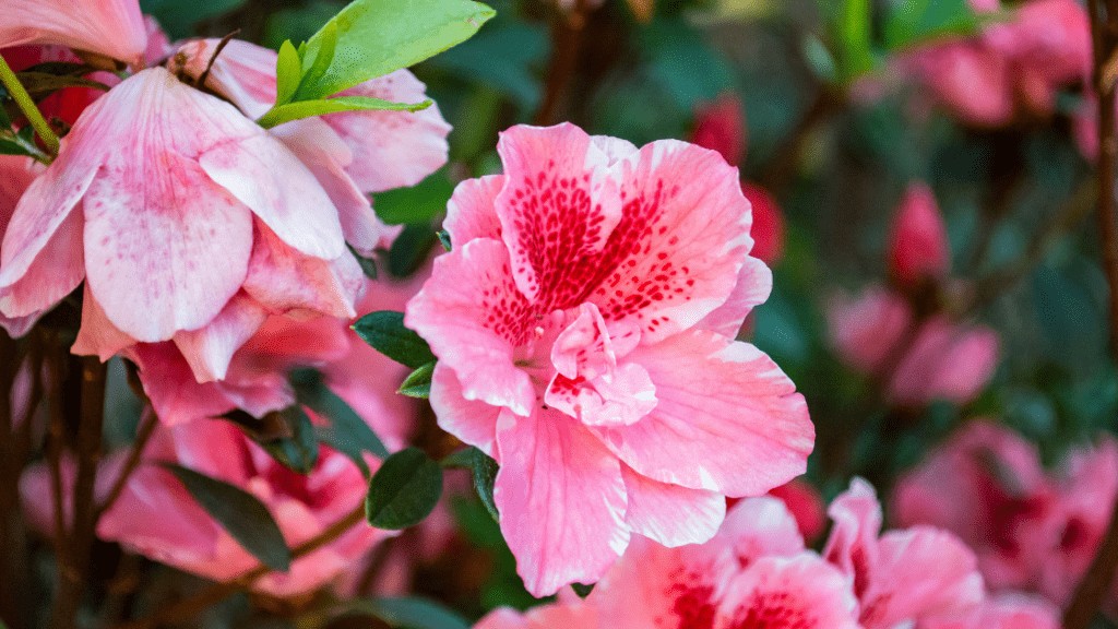 Hibiscus Flowers 