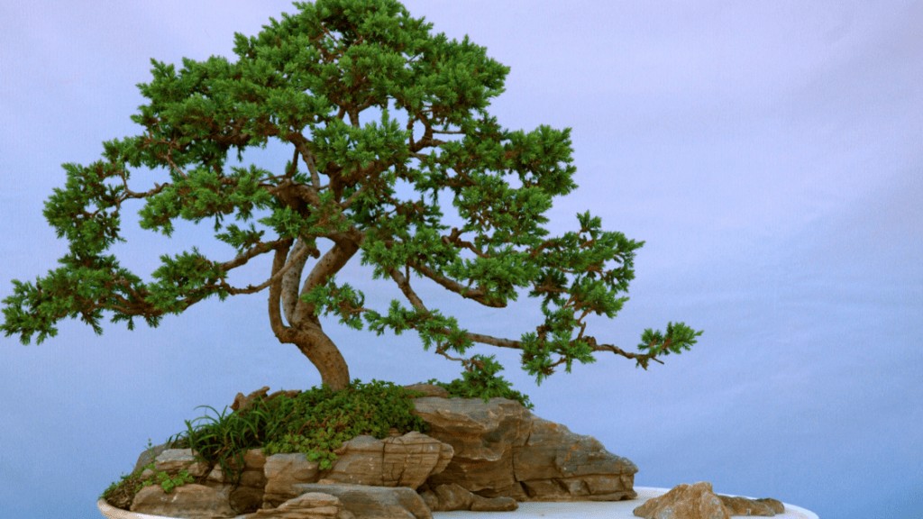 Juniper Bonsai Tree