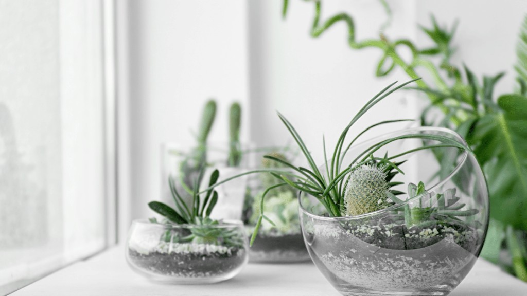 Natural light terrariums