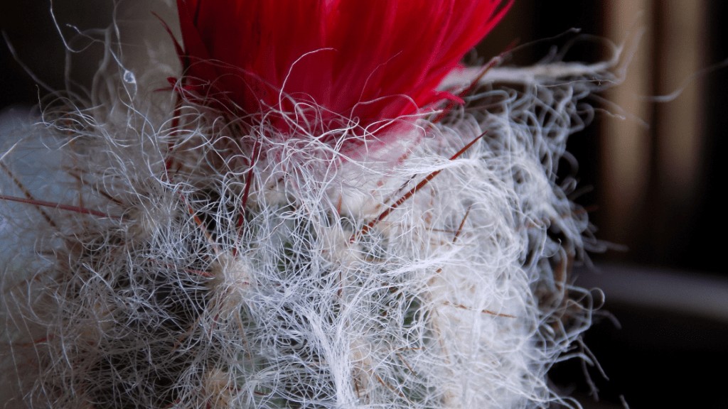 Natural white fuzz on cactus 