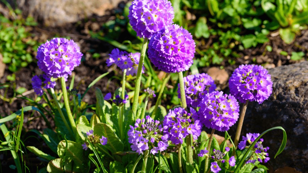 Primula Denticulata