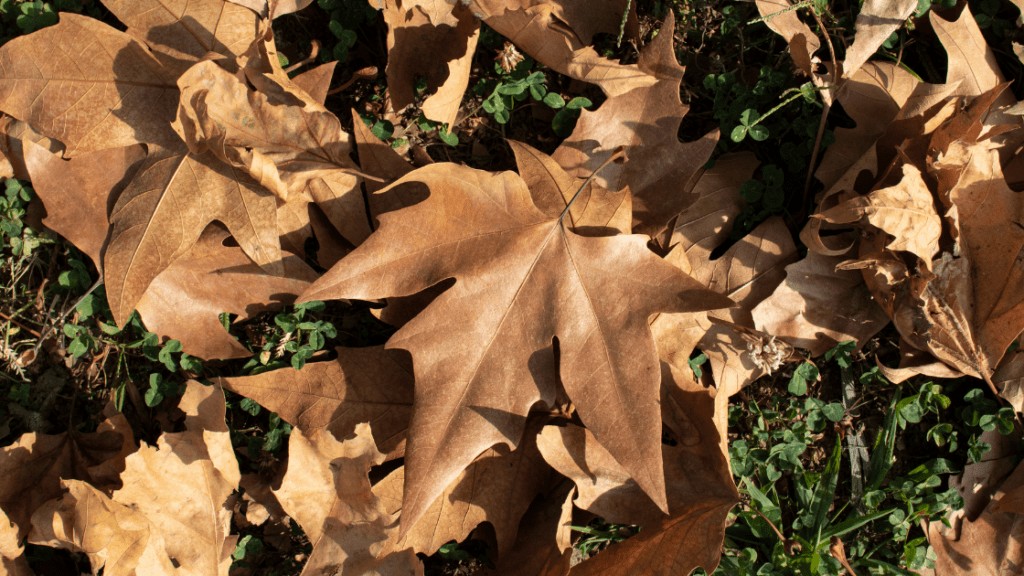 Sycamore Leaves