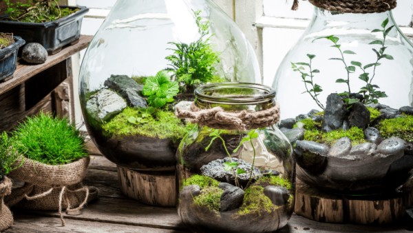 Terrariums