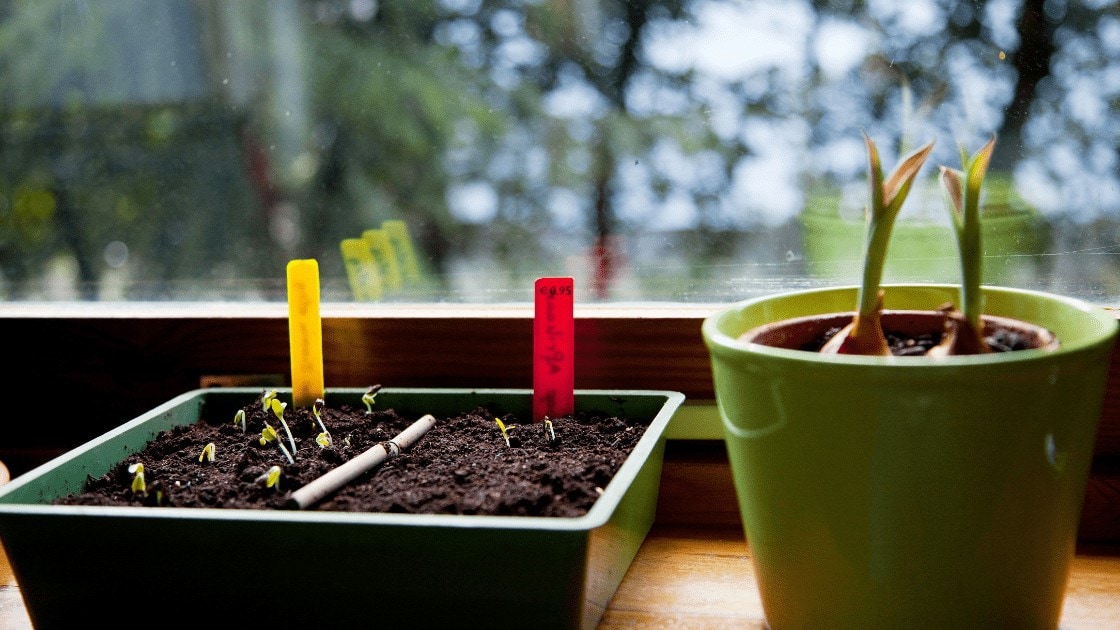 Indoor Garden