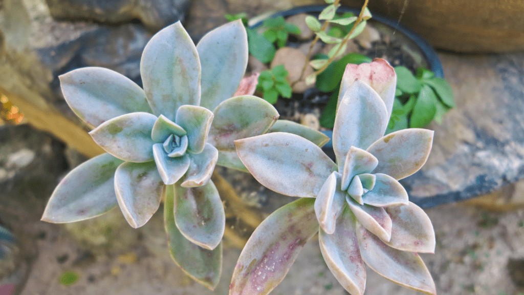 Outdoor Echeveria Laui 