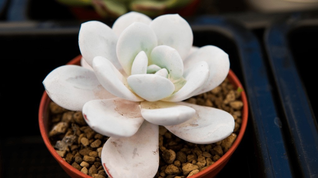 Echeveria Laui