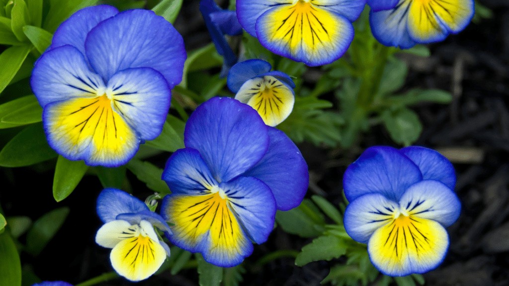 'Johnny Jump-up' (Viola Tricolor)